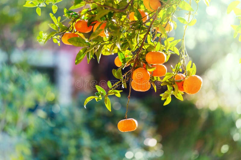 Tangerine grove. stock image. Image of italian, bunch 17974317