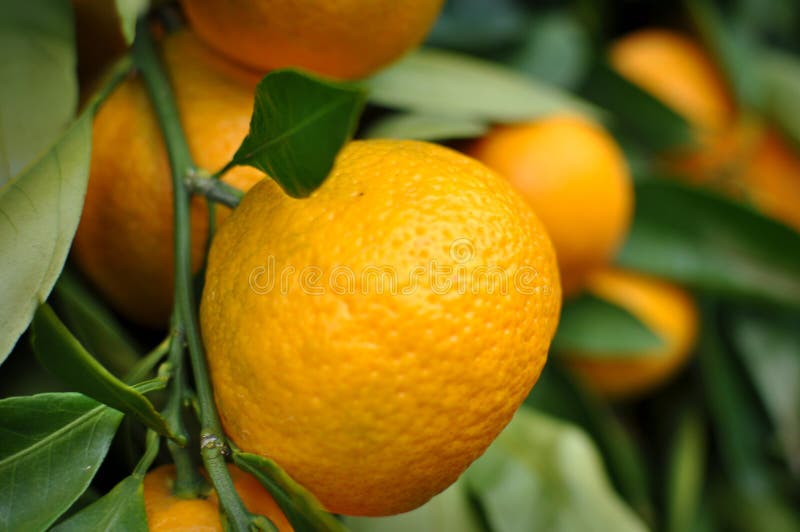 Tangerine Hanging from the Tree Stock Photo Image of vitamin, nursery