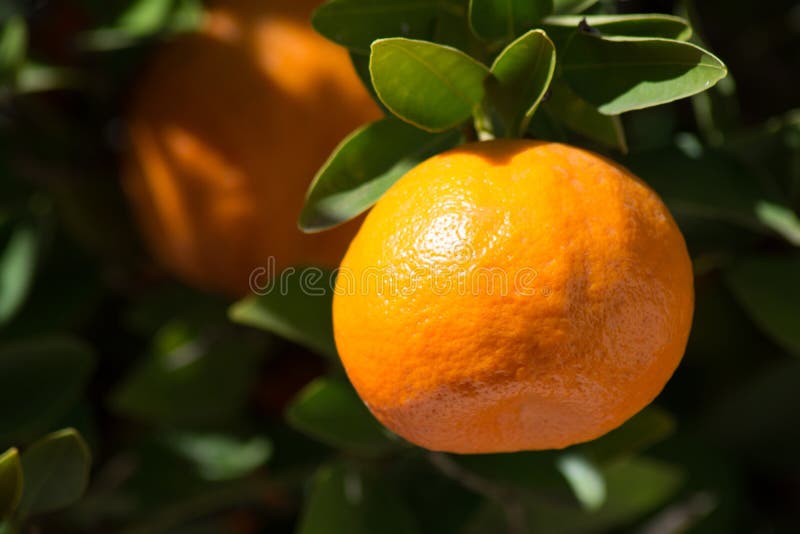 Tangerine or Mandarin on a Tree Stock Image Image of plantation, leaf 73873261