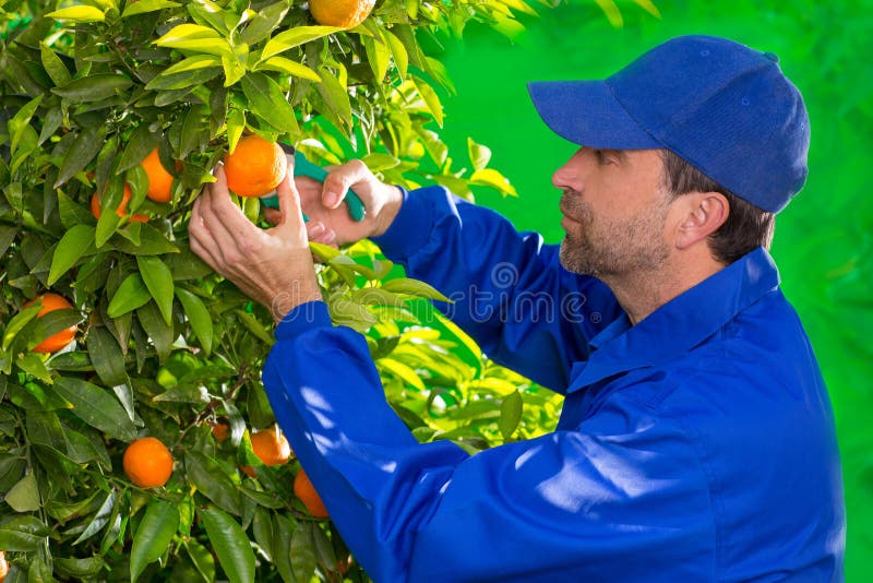 Tangerine Orange Farmer Collecting Man Stock Image Image of male, blue 28946825