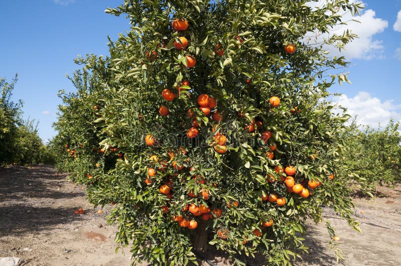Mandarin on the Tree in Picking Season Stock Photo Image of