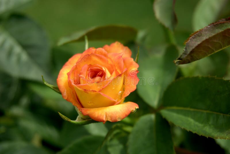 Tangerine Rose Bud stock image. Image of light, macro 99838753