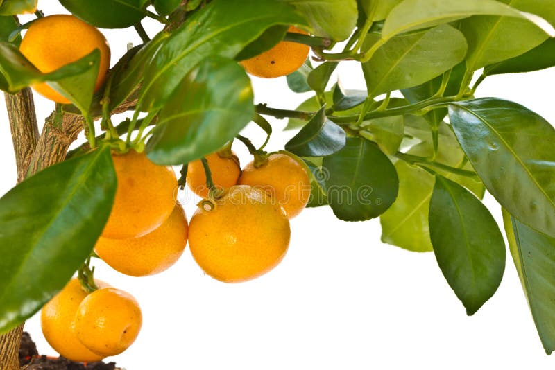 Tangerine tree