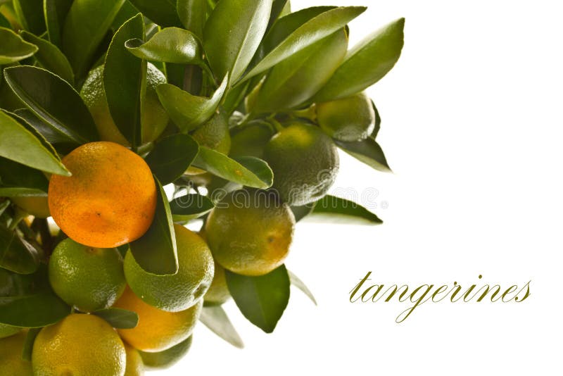 Tangerine tree