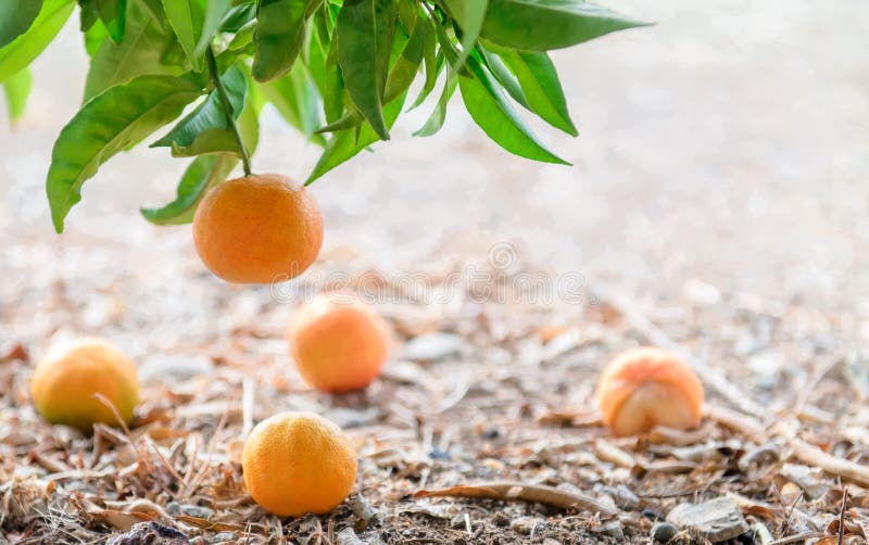 Tangerine Tree Branch and Fruits Lying on the Ground Stock Photo