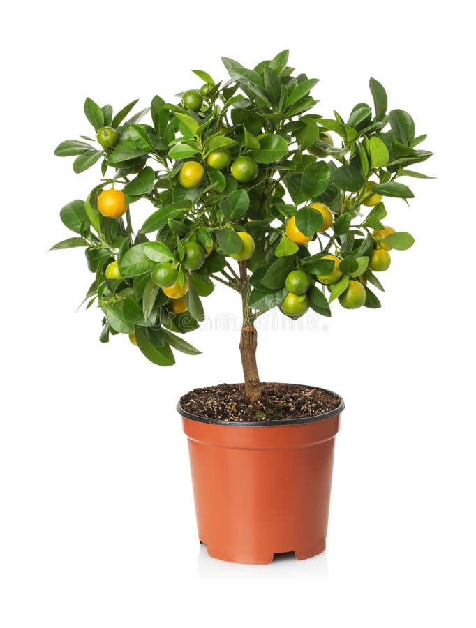 Tangerine δέντρο στο δοχείο στο άσπρο υπόβαθρο στοκ φωτογραφία με δικαίωμα ελεύθερης χρήσης Tangerine δέντρο στο δοχείο στο άσπρο υπόβαθρο στοκ φωτογραφία με δικαίωμα ελεύθερης χρήσης