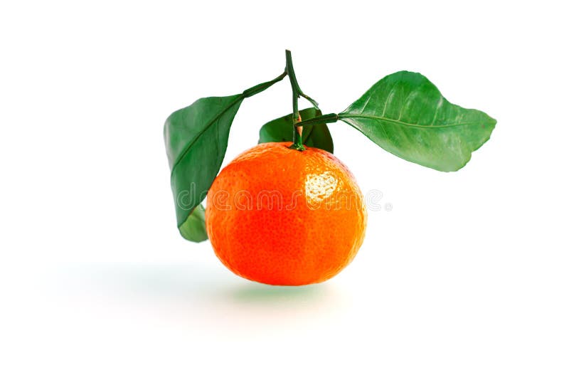 Tangerine или Клементин при зеленые лист изолированные на белой предпосылке стоковые фото Tangerine или Клементин при зеленые лист изолированные на белой предпосылке стоковые фото