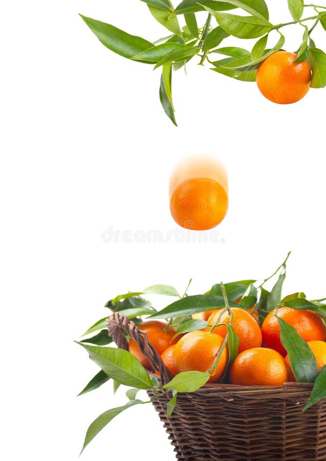 Tangerines