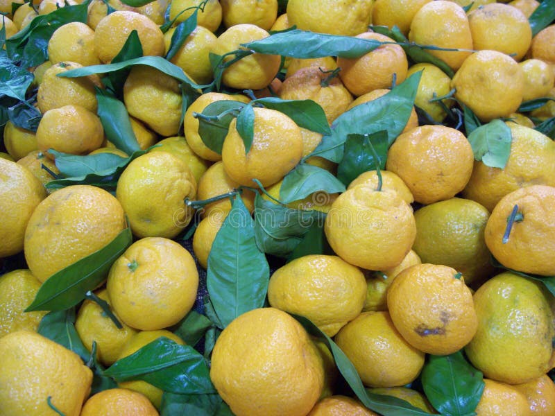 Florida Tangerines stock photo. Image of orange, crop, tropical 435274