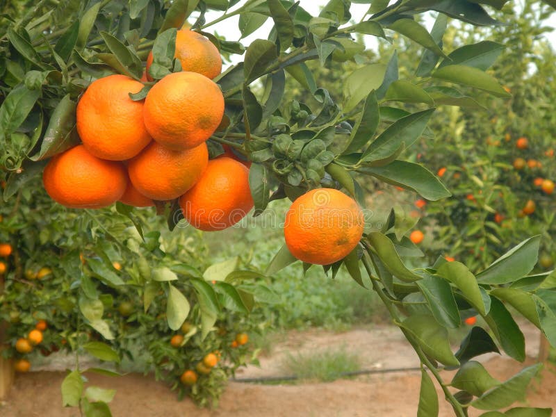 Tangerines on branch