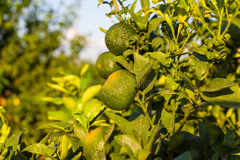 Tangerine grove. stock image. Image of colorful, branch 17962033