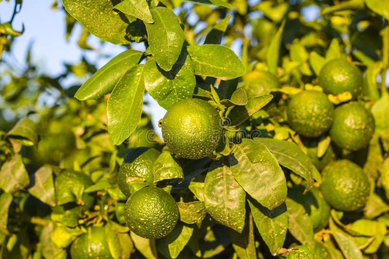 Tangerine grove. stock image. Image of colorful, branch 17962033