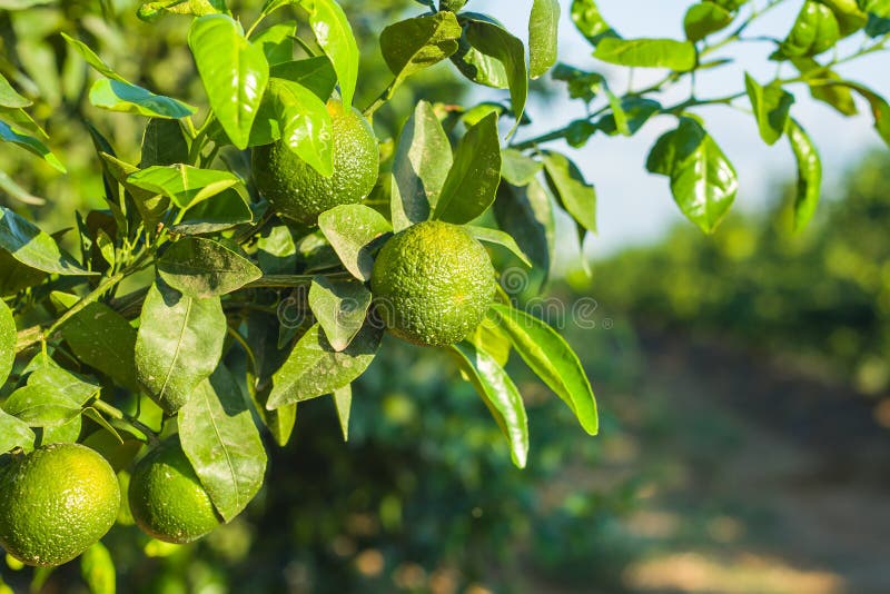Tangerine grove stock photo. Image of agriculture, blossom 35481272