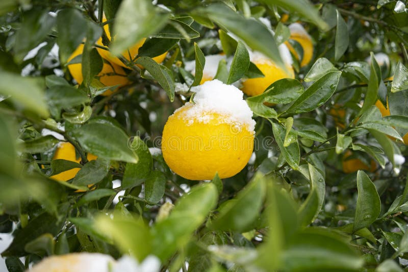 Tangerines and Leaves in Jeju Island Stock Photo Image of tangerines, jeju 265268246