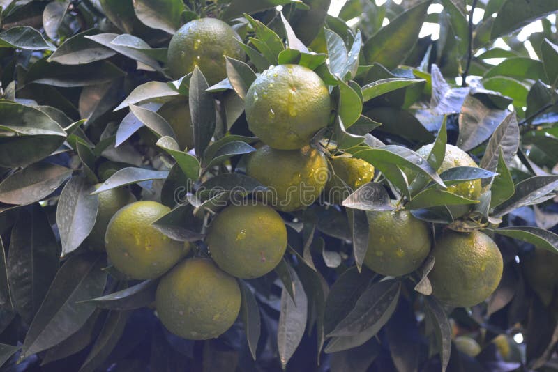 Tangerines stock image. Image of tangerines, spanish 135295383