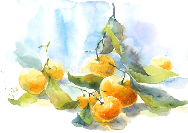 Tangerines with Stems and Leaves Citrus Fruit Watercolor Still Life Illustration Hand Painted