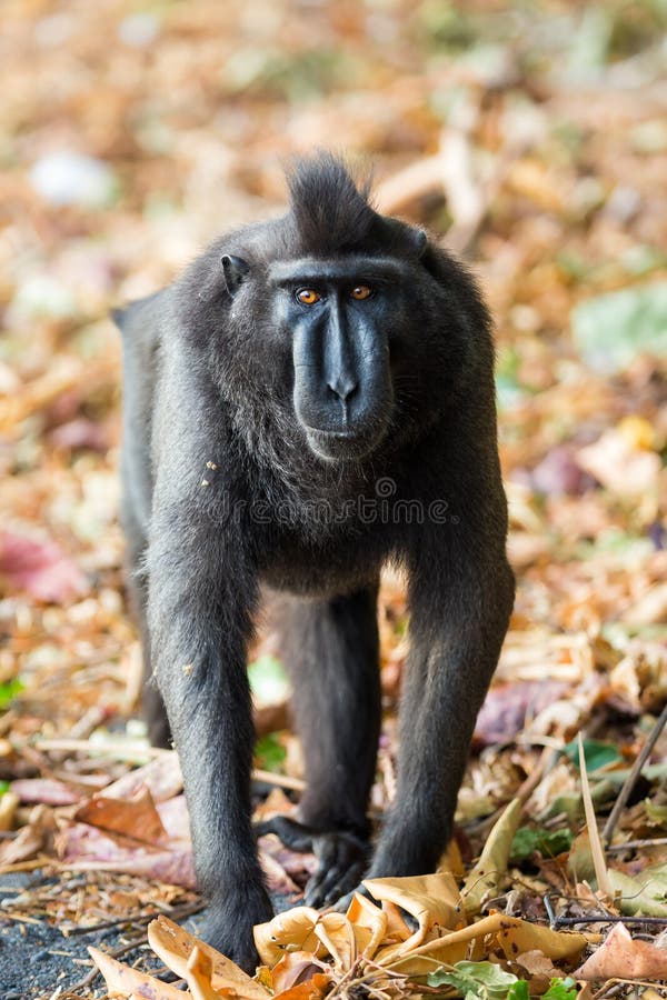 Retrato em macaco imagem de stock. Imagem de macaco - 171038437