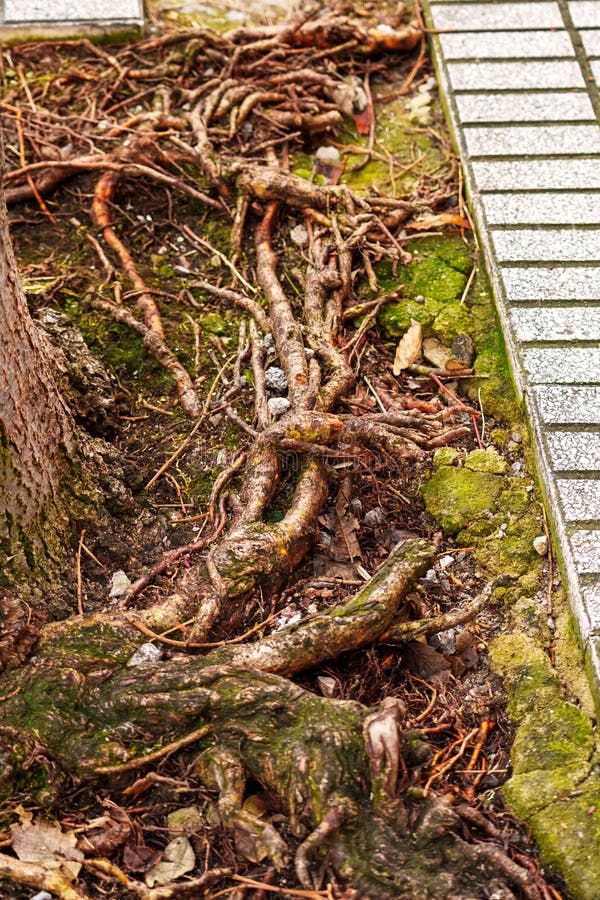 Tangled Tree Roots Grow within the Stone Frame of a Sidewalk Stock