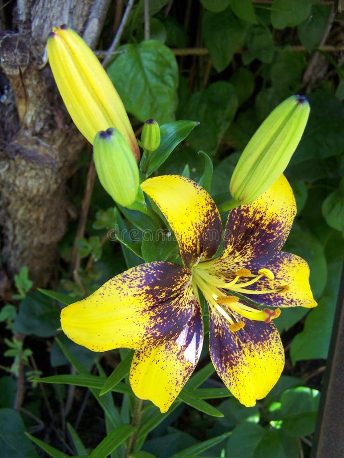 Tango Lily Close-up Vertical Stock Image - Image of beautiful, buds ...