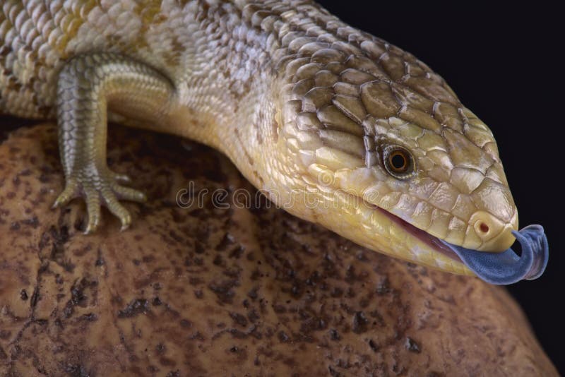 Tanimbar blue tongue skink (Tiliqua scincoides chimaerea)