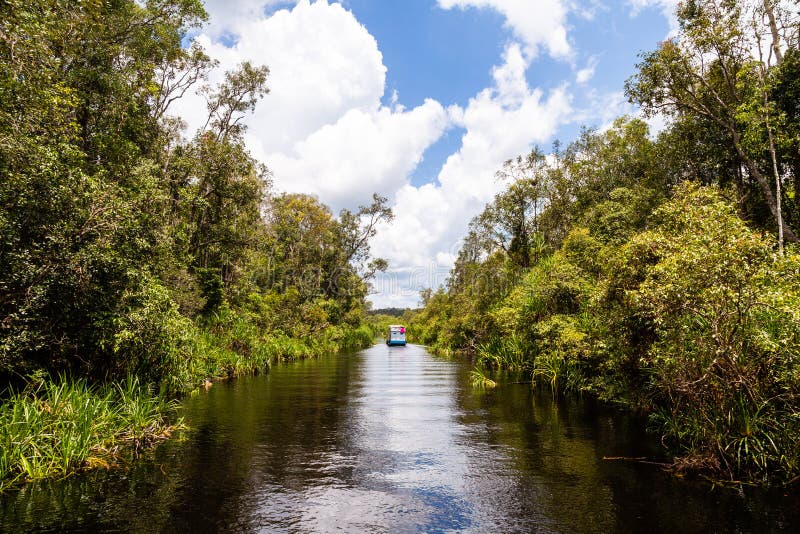 Tanjung Puting National Park, Borneo, Indonesia: the water of the river near Camp Leakey are of deep black color