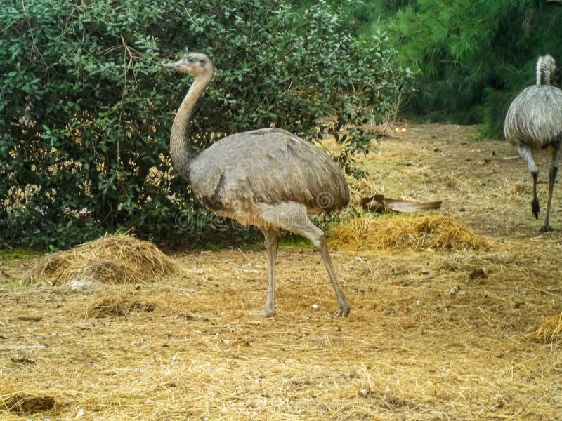 A view of two rhea birds walking in the wild. A view of two rhea birds walking in the wild