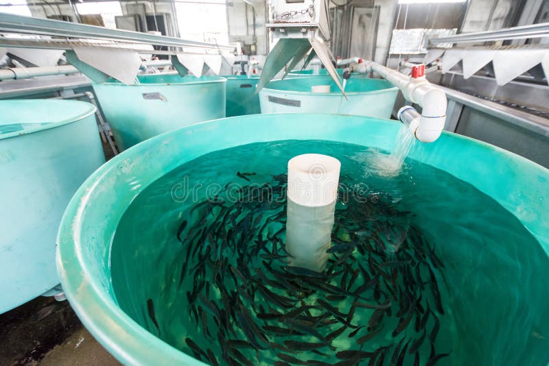 Tanks inside of a fish hatchery breed tiny Rainbow Trout to stock in nearby lakes.