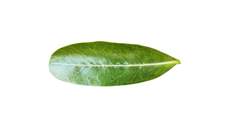 Dark green leaf with visible veins and natural texture, isolated on plain white background, high detail. stock illustration