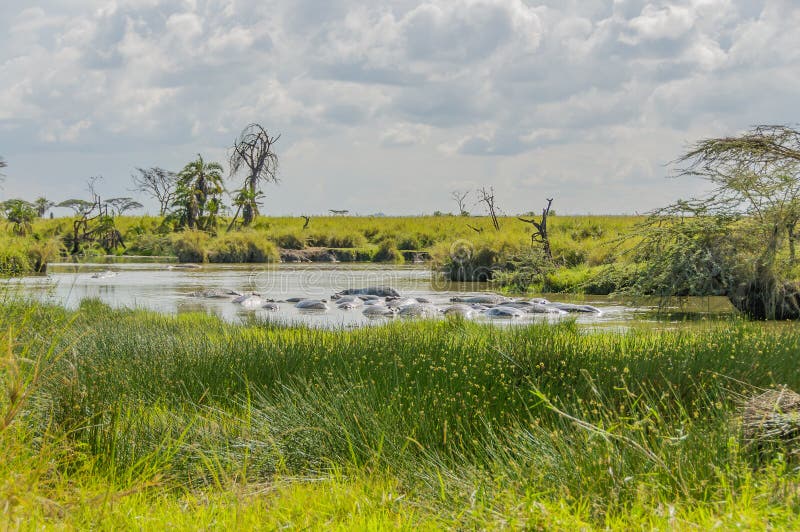 Group of Hippos relaxing in a puddle in the landscape of Serengeti National Park. Group of Hippos relaxing in a puddle in the landscape of Serengeti National Park