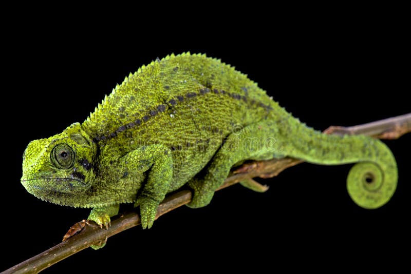 Tanzanian Montane Dwarf Chameleon (Trioceros sternfeldi) female