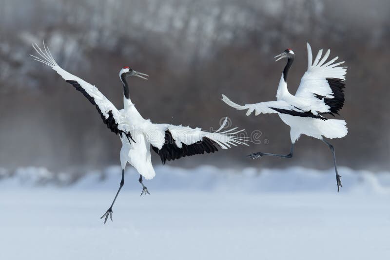 Tanzenpaare des Mandschurenkranichs mit offenem Flügel im Flug, mit Schneesturm, Hokkaido, Japan