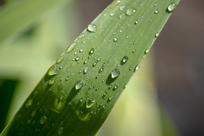 Tapeta, wodne kropelki na liściach Naturalny tło, woda i zieleń liście z ranek rosą po deszczu, Zako?czenie zdjęcia stock Tapeta, wodne kropelki na liściach Naturalny tło, woda i zieleń liście z ranek rosą po deszczu, Zako?czenie zdjęcia stock