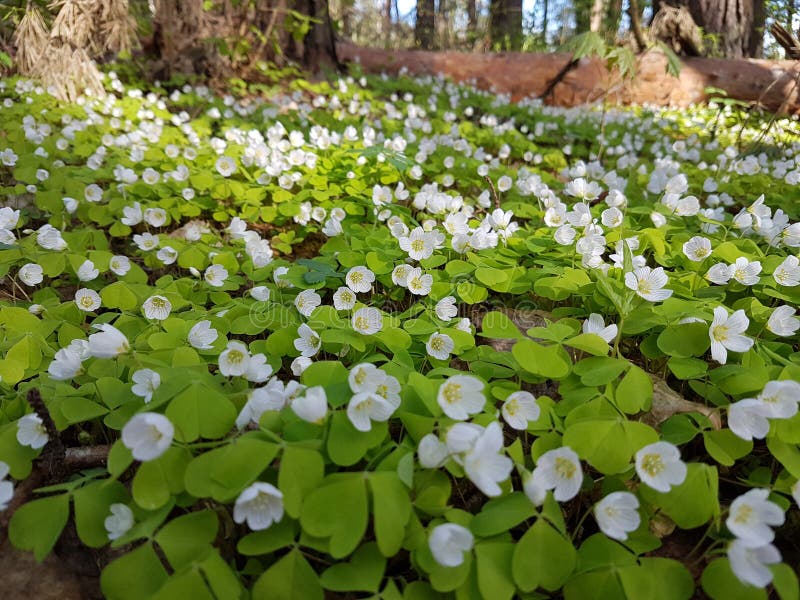 Tapete bonito de flores brancas pequenas na floresta do pinho no tempo de mola fotografia de stock Tapete bonito de flores brancas pequenas na floresta do pinho no tempo de mola fotografia de stock