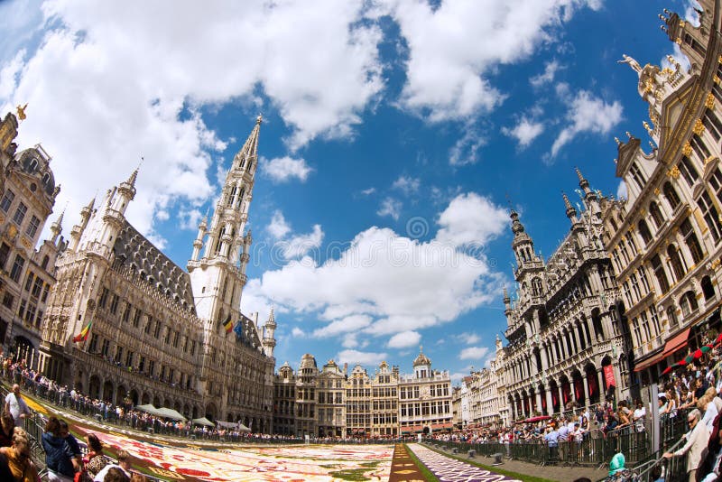 Tapete 2016 da flor de Bruxelas fotografia de stock royalty free