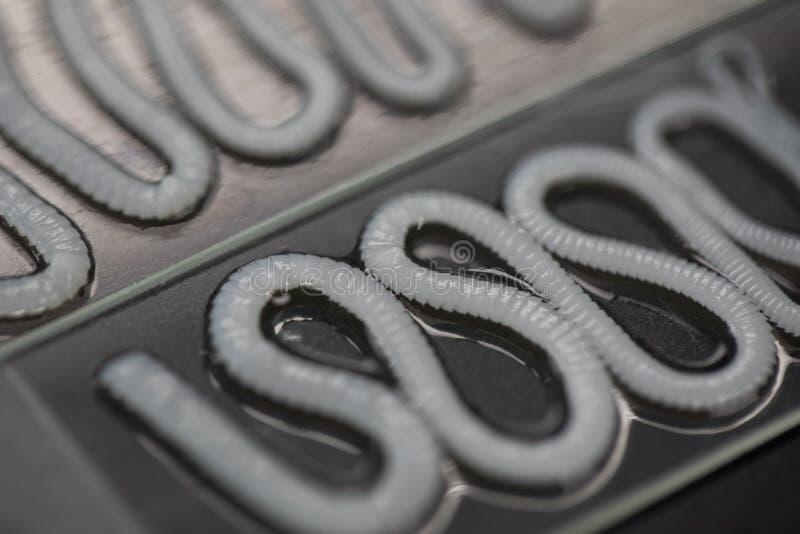 Tapeworm Is A Freshwater Fish Parasite Under The Microscope For