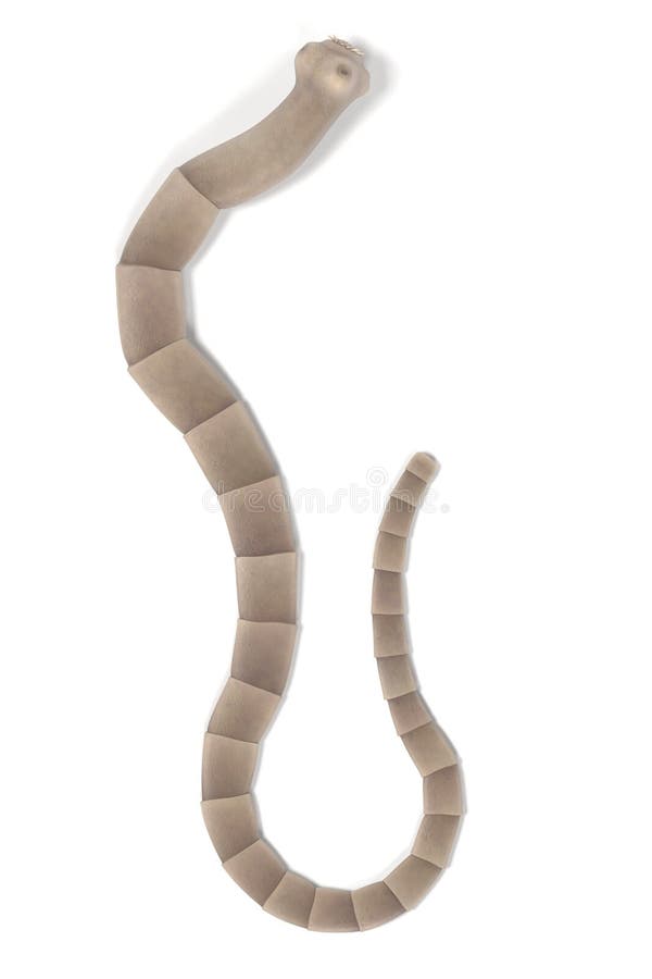 Beef Tapeworm Taenia Saginata Stock Vector Illustration of tapeworms