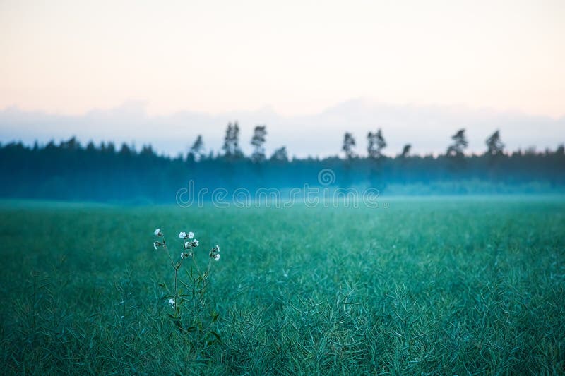 Tapeçaria dourada : felicidade matinal no campo de canola de colza fotografia de stock royalty free