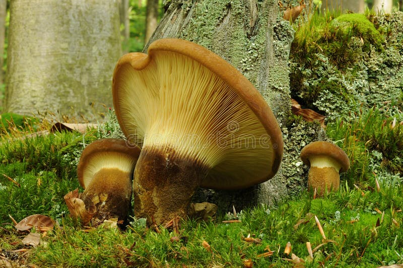 Tapinella atrotomentosa fungus