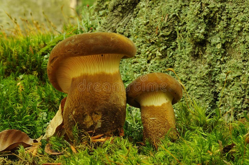 Tapinella atrotomentosa fungus