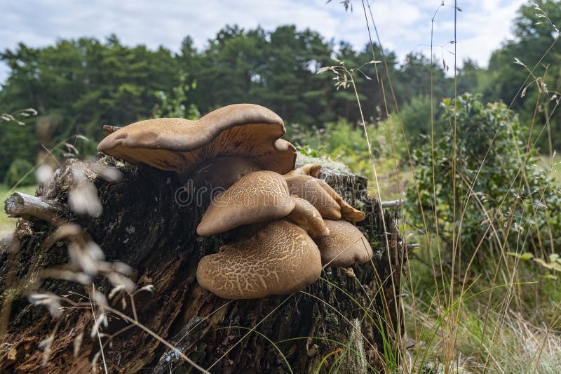 Tapinella atrotomentosa mushroom growing on a dead tree trunk