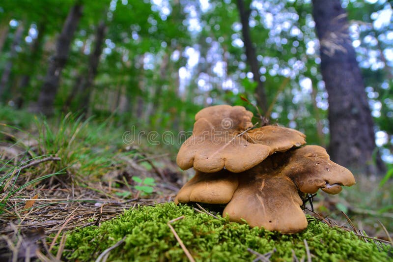 Tapinella atrotomentosa mushrooms