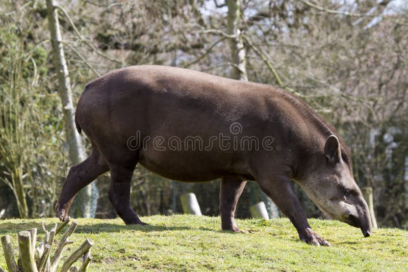 Tapir