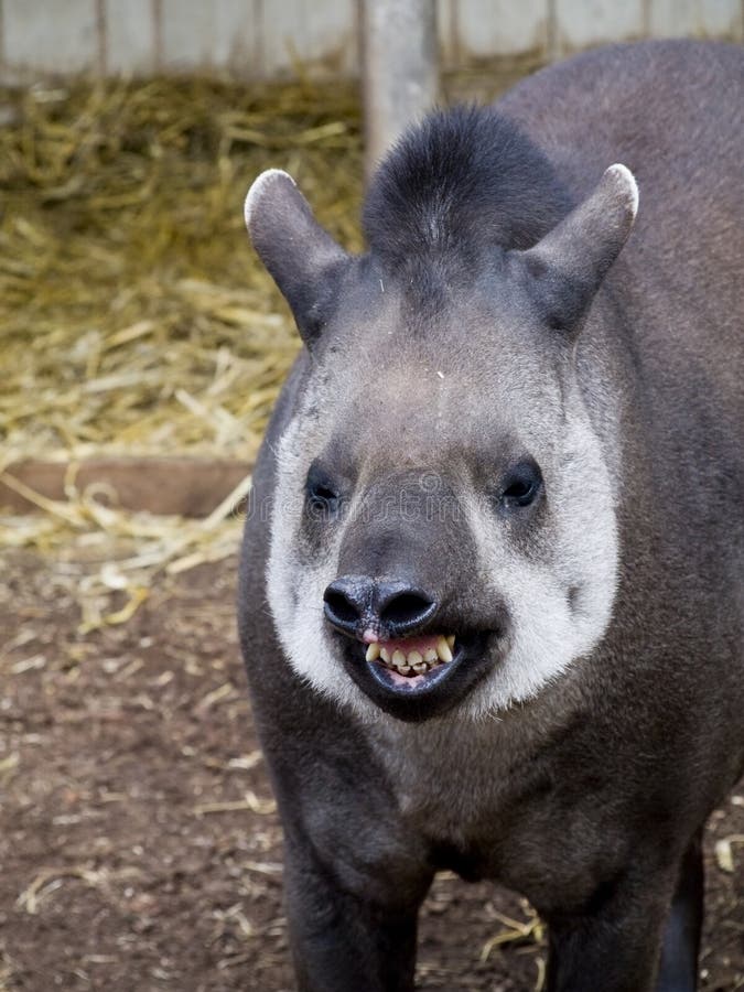Tapir brésilien avec un grand sourire photos libres de droits Tapir brésilien avec un grand sourire photos libres de droits