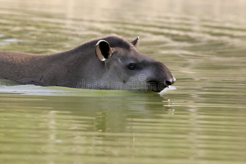 Tapir brésilien, terrestris de Tapirus, photos stock Tapir brésilien, terrestris de Tapirus, photos stock