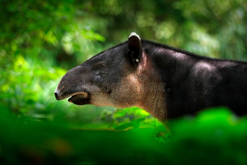 128 Wild Baird Stock Photos - Free & Royalty-Free Stock Photos from Dreamstime 128 Wild Baird Stock Photos - Free & Royalty-Free Stock Photos from Dreamstime