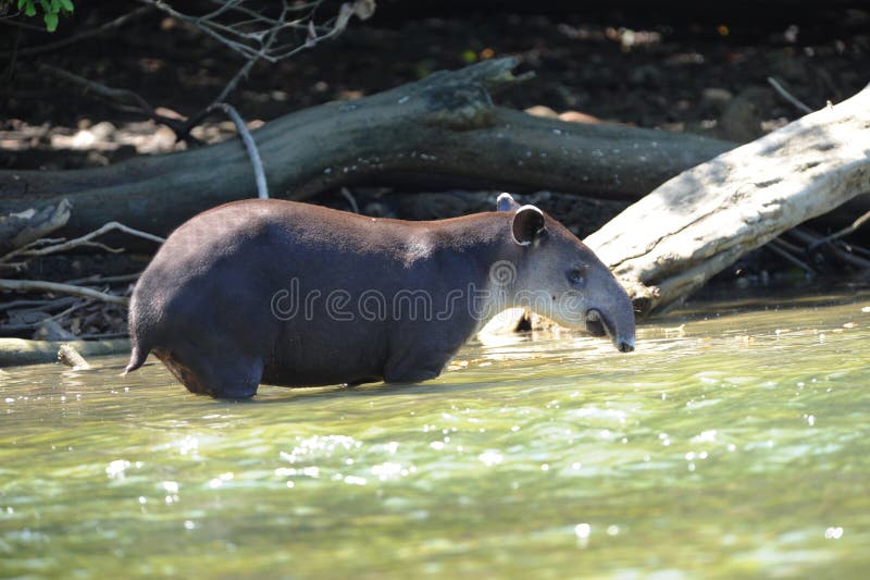 Tapir selvagem no rio, corcovado, Costa-Rica