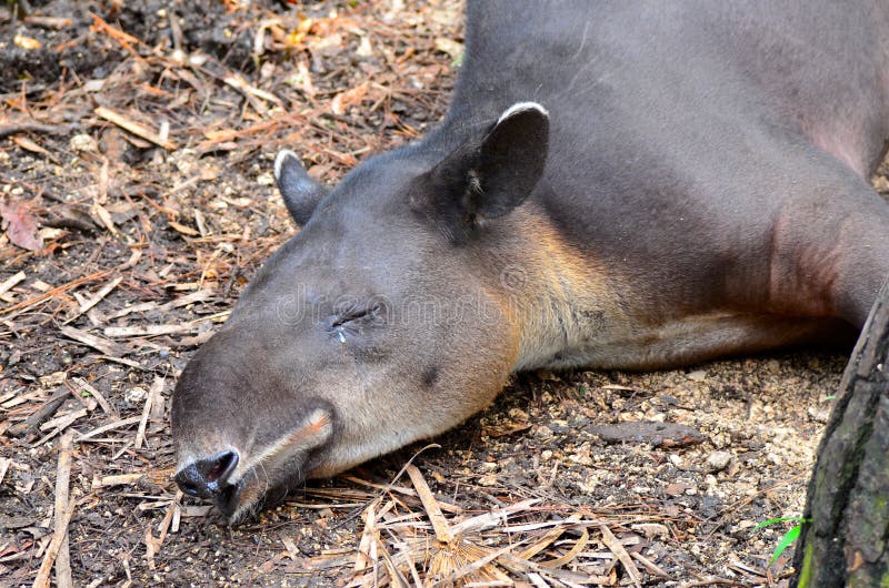 A Tapir Sleeps in the Belize Zoo Stock Image - Image of resemble, belize: 165453275 A Tapir Sleeps in the Belize Zoo Stock Image - Image of resemble, belize: 165453275