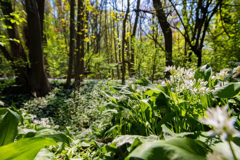 Tapis fleuri sur les pentes des collines ondulées recouvertes de plantes d'ail sauvage dans la forêt de savelsbos près de maastricht. les fleurs étalent une odeur typique d'ail