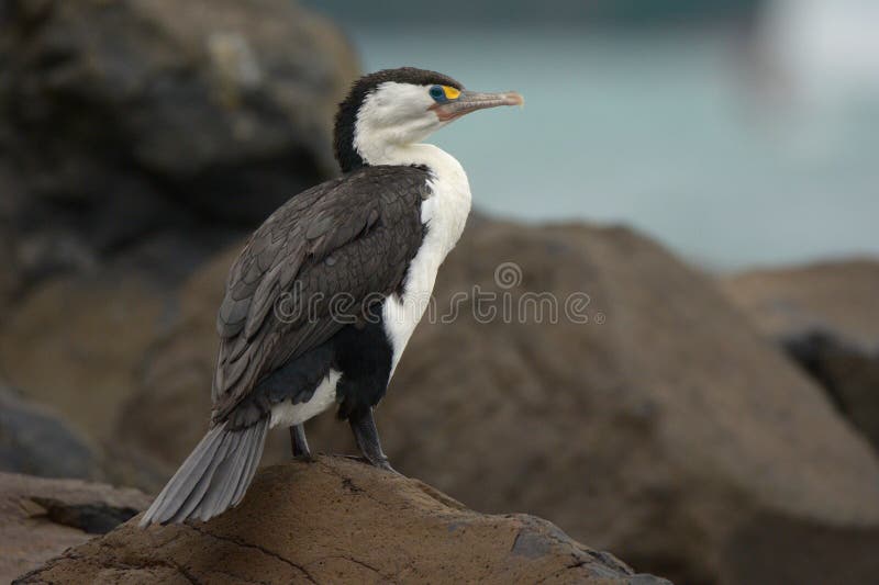 Tapis à longs poils pie et x28 ; Varius& x29 de Phalacrocorax ; image libre de droits Tapis à longs poils pie et x28 ; Varius& x29 de Phalacrocorax ; image libre de droits