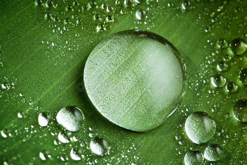 Tappar nytt grönt leafvatten royaltyfri fotografi